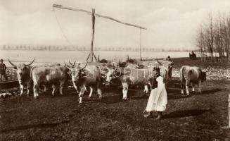 Hortobágy, Itató, pásztor, ökör