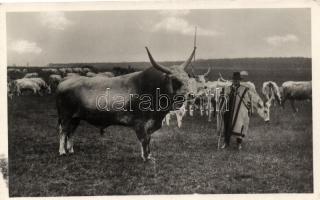 Mezőhegyes, Hunyadi törzsbika