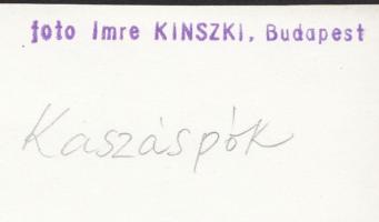cca 1930-1935 Kinszki Imre (1901-1945: Kaszáspók, pecséttel jelzett vintage makrofotó, 11,5x17,5 cm