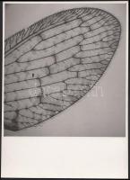 cca 1930-1935 Kinszki Imre (1901-1945: Tarkaszárnyú fátyolka szárnyavége 30x-os nagyításban, vintage mikrofotó, feliratozva, a szerző hagyatékából, képméret 13x12 cm, papírméret 17x12 cm