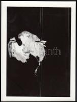 cca 1970-1980 Kocsis Balázs: Gémek, vintage fotóművészeti alkotás, feliratozva, 13x18 cm