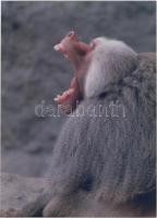 cca 1980 Magyar Alfréd: Pávián, vintage fotóművészeti alkotás, feliratozva, 24x17 cm