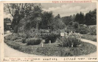 Kolozsvár, Múzeum kert, Virágzó Iris / Museum garden (EK)