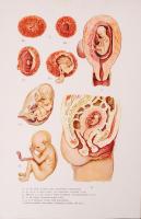 A család egészsége, Népszerű orvosi tájékoztató és tanácsadó. Báró Dr. Kétly László egyetemi tanár e...