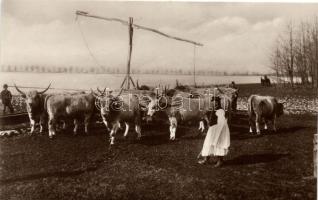 Hortobágy, itató, ökör