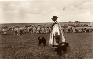 Hortobágy, juhász