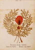 cca 1900 A Szentföld képei és virágai fa-borítású füzet a 14 képpel és szárított virágokkal. / Flowe...