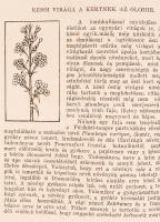 Matter-Nád Miksa: Virágos könyv Kerti és szobanövényeink származása, története és ápolása Bp., 1939 ...
