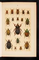 Hofmann, Ernst: Der Käfersammler. Unsere größeren Käferarten in Wort und Bild. Mit über 500 Abbildun...