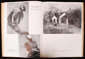 Homoki nagy István: Szárnyas vadászmesterek fotóriport a vadászmadarakról Bp., 1947. Magyar könyvbar...
