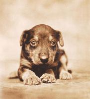 Dr. V. J. Stanek: Tierwelt um uns. Rengeteg fotóval / With many photos