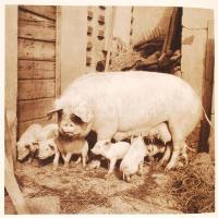 Dr. V. J. Stanek: Tierwelt um uns. Rengeteg fotóval / With many photos