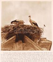 Dr. V. J. Stanek: Tierwelt um uns. Rengeteg fotóval / With many photos