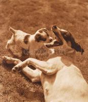 Dr. V. J. Stanek: Tierwelt um uns. Rengeteg fotóval / With many photos