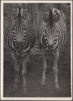 cca 1930-1935 Kinszki Imre (1901-1945): Groteszk, pecséttel jelzett, aláírt, feliratozott vintage fotó,  18x13 cm