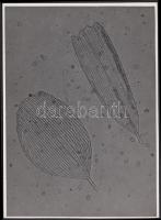 cca 1930-1935 Kinszki Imre (1901-1945): Molypille 1000x-es nagyításban, feliratozott vintage mikrofotó, a szerző hagyatékából, 16x11 cm