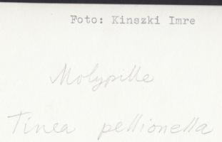 cca 1930-1935 Kinszki Imre (1901-1945): Molypille 1000x-es nagyításban, feliratozott vintage mikrofo...