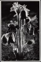 cca 1970 Balla András: Kökörcsin, feliratozott vintage fotóművészeti alkotás, 24x16 cm