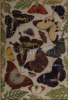 14 db-os lepkegyűjtemény tablón