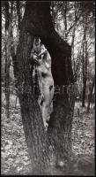 cca 1960-1970 Bújócska az erdőben, finoman erotikus fotó, 13x23 cm / cca 1960-1970 Erotic photo, 13x23 cm