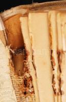 Erzsébet királyasszony emlékének. Hódolat Magyarország nagy királynéjának. A királyi ház fenséges ta...