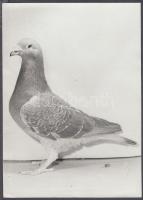 Szikora András: Olimpiai győztes postagalamb, pecséttel jelzett, hátoldalán feliratozva, 13x18 cm