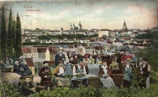 Zatec, Saaz; harvest (EK)