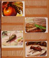 Kb. 800 db vegyes gyufacímke berakóban (csereanyag)