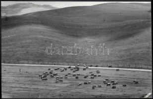 cca 1980 Adam Eisenlöffel: Legelőn, pecséttel jelzett vintage fotóművészeti alkotás, 14x22 cm