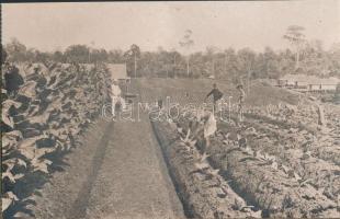 De groote cultures van Nederlandsch-Indie 'Koloniaal Instituut' / The great cultures of th...