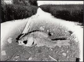 cca 1960-1970 Kiszáradt tó, jelzetlen vintae fotómontázs, 18x24 cm