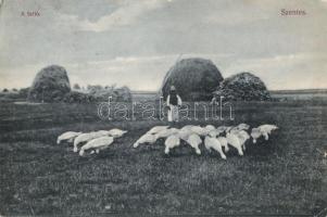 Szentes, a tarló; Untermüller Ernő kiadása