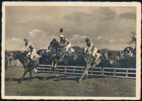 Show Jumping horses