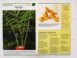 Szobanövények Á-tól Z-ig, lefűzhető kártyalapok gyűrűs könyvekben, 5 kötet, színes fotókkal