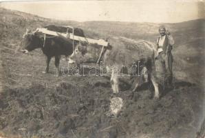 Bulgarian folklore, plowing farmer, bulls (EK)