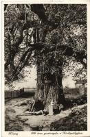 Kőszeg, Királyvölgy, 800 éves gesztenyefa