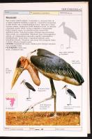 Harrison, Colin-Greensmith, Alan: A világ madarai. Képes ismertető a madarak családjairól, több mint...