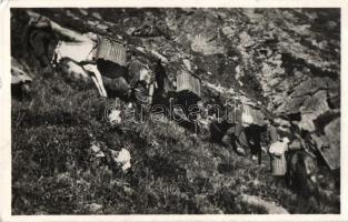 1942 Radnai-havasok, Horthy Miklós csúcs, a kárpátaljai 4. honv. hegyi zászlóalj harcgyakorlata / military exercise