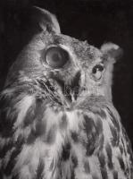 cca 1950 Járai Rudolf (1913-1993): Bagolyfej, pecséttel jelzett vintage fotó, 24x18 cm