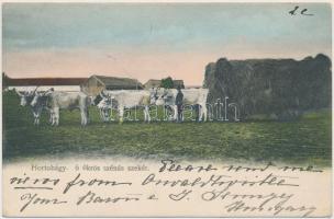 Hortobágy, Hat ökrös szénás szekér, folklore (EK)