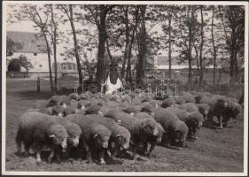 cca 1930 Magyar Film Iroda: Mezőhegyesi juhnyáj, 12x17 cm
