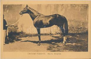 Kisbér, Maxim törzsmén