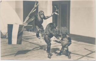 Brijuni, Brioni; Monkey acrobats with flag photo