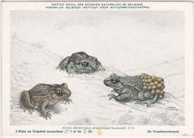 Frogs, Institut Royal des Sciences Naturelles de Belgiqu s: Henri Dupond