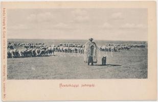 Hortobágy, juhnyáj