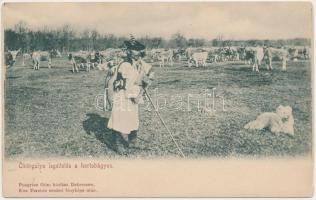 Hortobágy, ökörgulya legeltetés, Pongrácz Géza kiadása