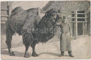 Budapest XIV. Állatkert, Péter a kétpúpú teve, Magyar Földrajzi Intézet kiadása 80. sz. (EK)