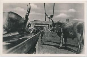 Hortobágy, Itatás a gémeskútnál