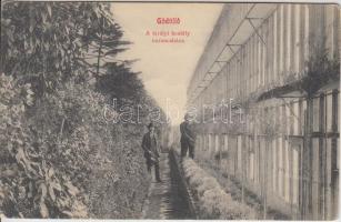 Gödöllő, A királyi kastély narancsháza