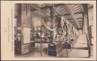 London, British Museum (Natural History) fossil mammal gallery interior